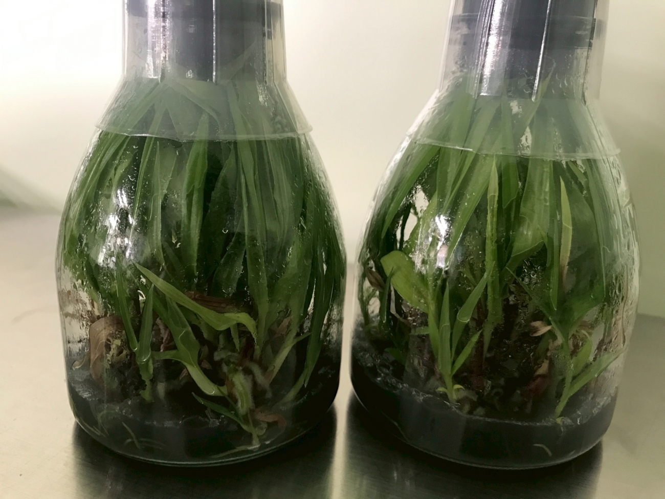 來自台灣的優雅本草，兼具藥用與觀賞價值。觀音本草提供高品質台灣白及種苗，適合觀賞園藝、中藥加工及野外復育應用，生長強健、適應力高。