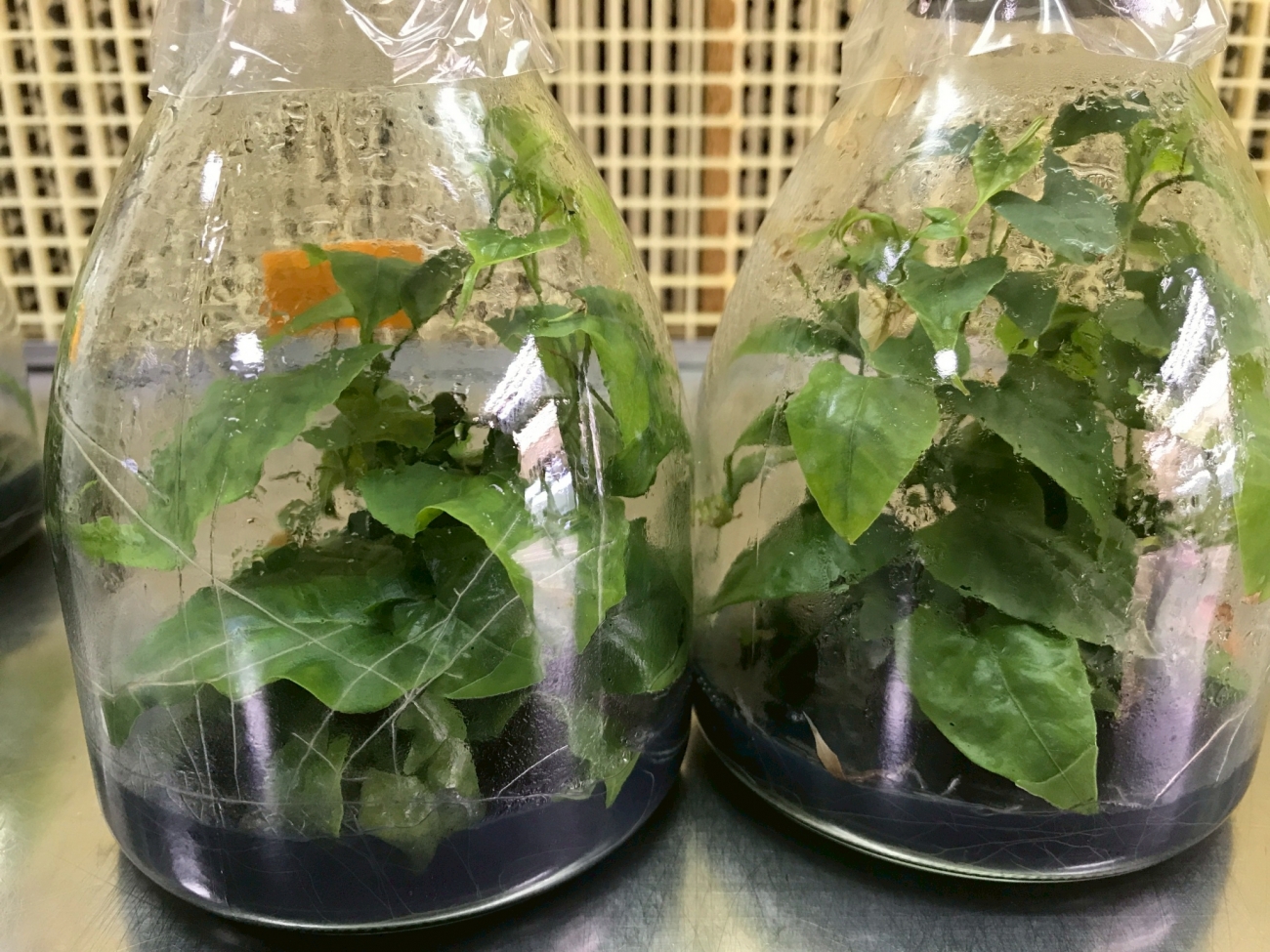 千年傳承的養生本草。觀音本草專注於台灣適地適種的何首烏品系育成，提供無毒健壯種苗，適合規模化栽種與長期契作，可用於加工製藥或養生產品開發。