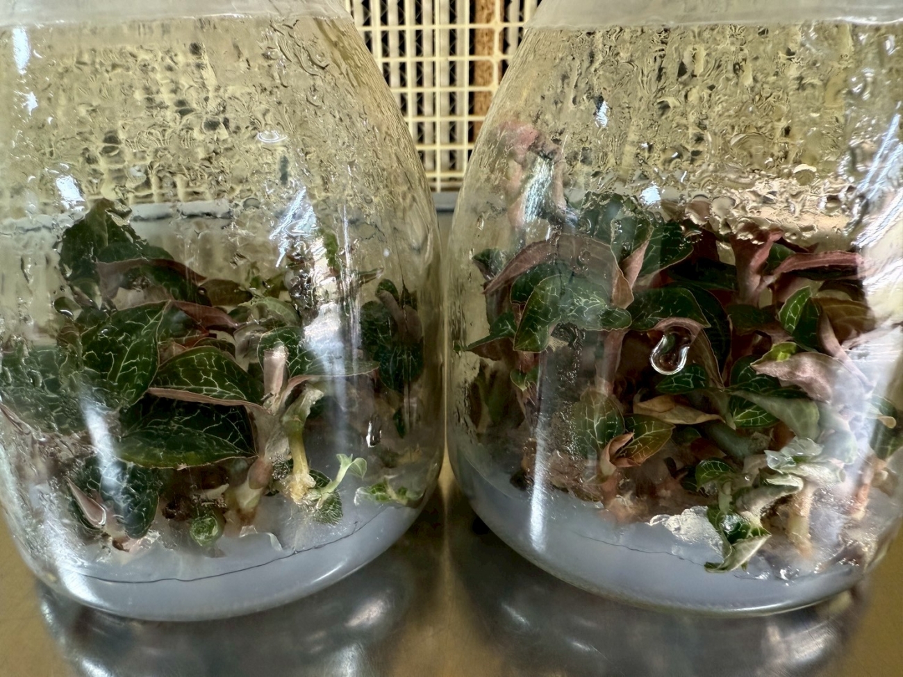 台灣特有的「綠金」——金線連，具有極高保健價值與市場潛力。觀音本草提供高活性、純淨無毒的金線連組培苗，適合山區與溫室栽培，適合加工為養生茶、粉末及保健食品。