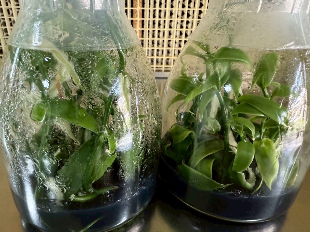 全球珍稀的香料植物——香草蘭，以其高經濟價值與獨特香氣風靡全球。觀音本草供應高存活率的香莢蘭組培苗，適合溫室或環控栽培，可作為觀賞、香料、加工用途的多重應用作物。