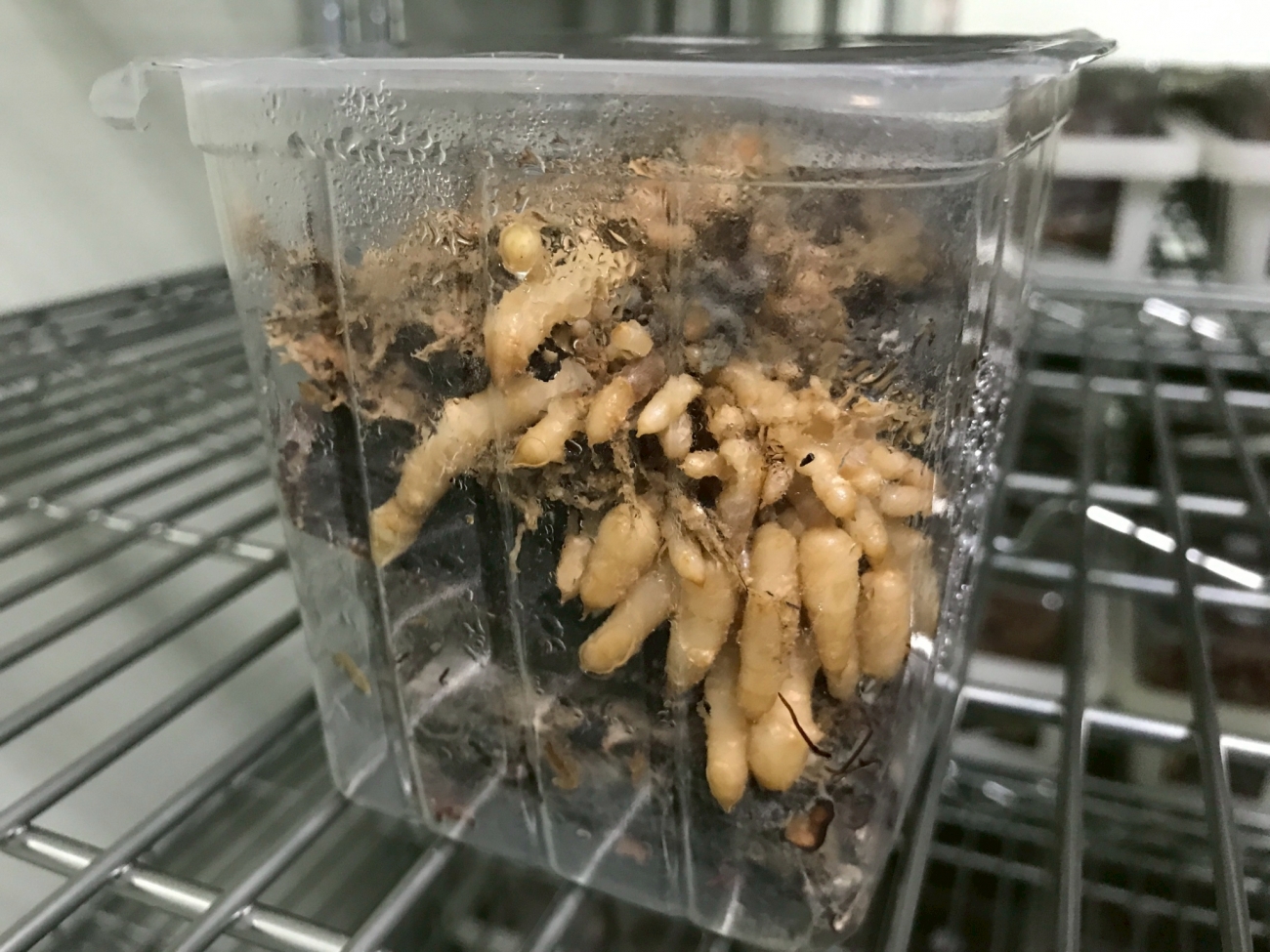 無根而生、借菌而長的神奇本草。觀音本草採用無毒組培繁殖系統，生產高活性、高成活率的天麻種苗，適合林下仿野生環境栽培，穩定產量、提高效益，是進軍高值中藥市場的首選品種。